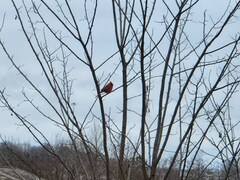 Cardinalis cardinalis