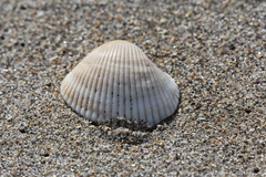 Lunarca ovalis