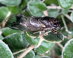 Gelidea torrida
