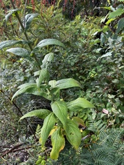 Calomeria amaranthoides