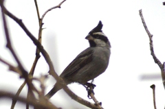 Lophospingus pusillus