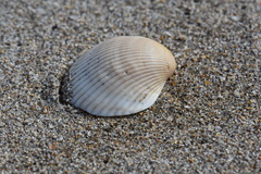 Lunarca ovalis