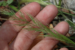 Dichelachne micrantha