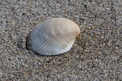 Lunarca ovalis