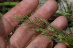 Dichelachne micrantha