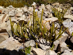 Veronica lycopodioides