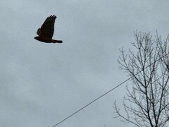 Buteo lineatus lineatus