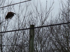 Buteo lineatus lineatus
