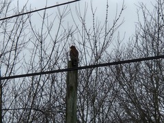 Buteo lineatus lineatus