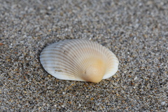 Lunarca ovalis