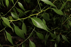 Codonocarpus attenuatus