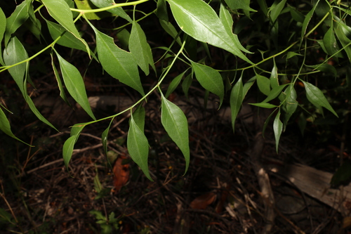 Image of Bell Fruit (Codonocarpus attenuatus) by (c) Greg Tasney, some rights reserved (CC BY-SA)