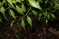 Codonocarpus attenuatus