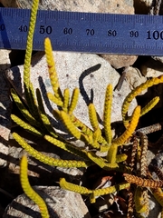 Veronica lycopodioides