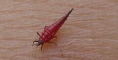 Thysanoptera