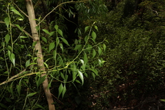Codonocarpus attenuatus