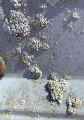 Dermatocarpon luridum