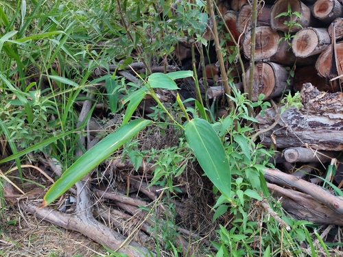 Maranta sobolifera, photograph 5
