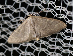 Idaea coercita