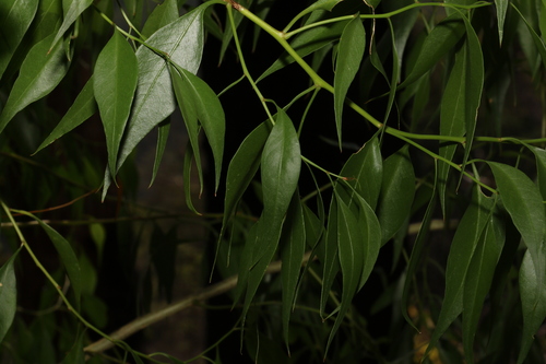 Image of bell fruit by (c) Greg Tasney, some rights reserved (CC BY-SA)