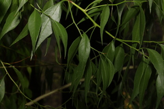 Codonocarpus attenuatus