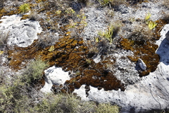 Campylopus atroluteus