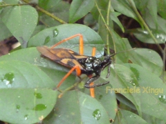 Manicocoris rufipes