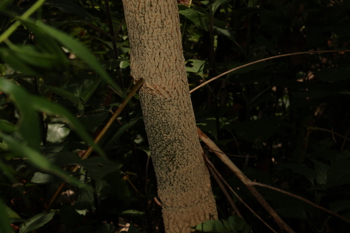 Image of bell fruit by (c) Greg Tasney, some rights reserved (CC BY-SA)