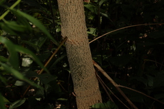 Codonocarpus attenuatus