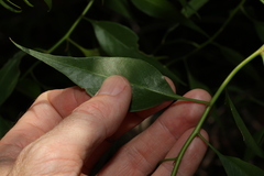 Codonocarpus attenuatus