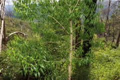 Codonocarpus attenuatus