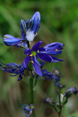 Camassia quamash