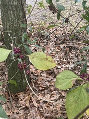 Callicarpa americana