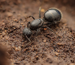 Camponotus ulcerosus