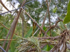 Tillandsia tricholepis