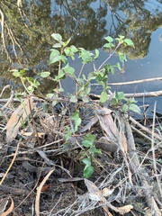 Bidens pilosa pilosa