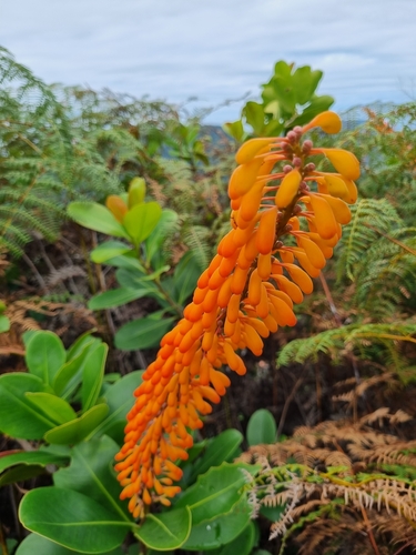 Norantea guianensis