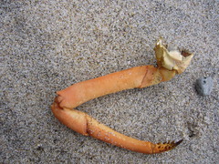 Sagmariasus verreauxi