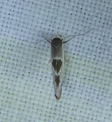 Stathmopoda megathyma