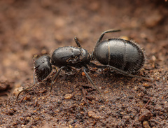 Camponotus ulcerosus