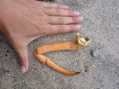 Sagmariasus verreauxi