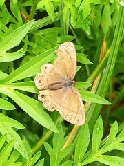 Pharneuptychia