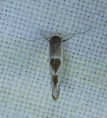 Stathmopoda megathyma