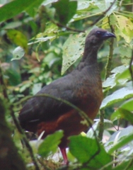 Chamaepetes goudotii