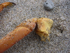 Sagmariasus verreauxi