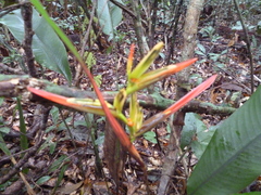 Heliconia latispatha