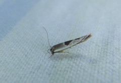 Stathmopoda megathyma