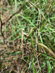 Schizomantodea