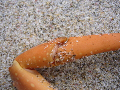 Sagmariasus verreauxi