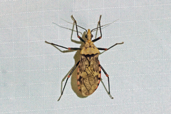 Panstrongylus geniculatus